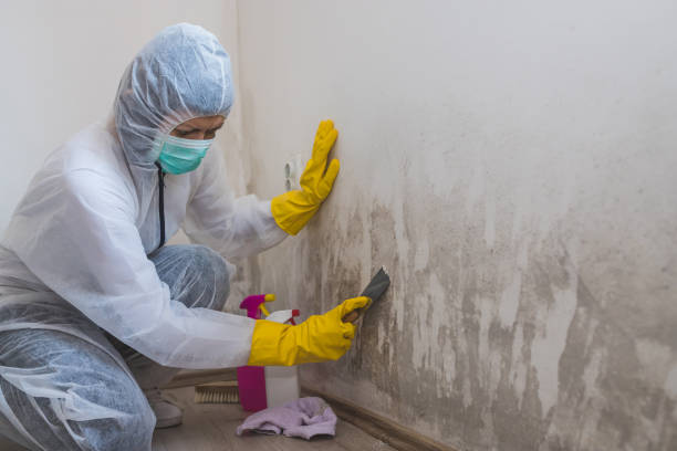 Best Insurance-Related Mold Remediation in Pine Bluffs, WY