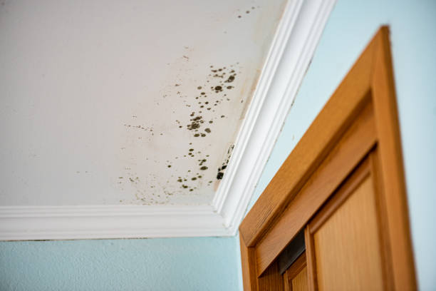 Best Attic Mold Remediation in Pine Bluffs, WY