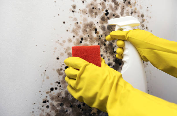 Best Post-Flood Mold Remediation in Pine Bluffs, WY