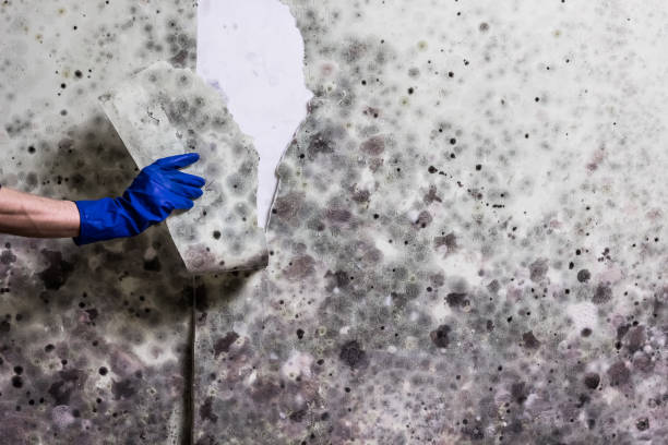 Best Health and Safety Mold Remediation in Pine Bluffs, WY